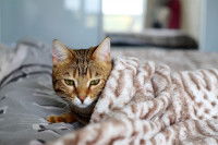 Chat couché en dessous d'une couverture