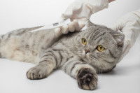 Chat gris couché à qui on prend la température