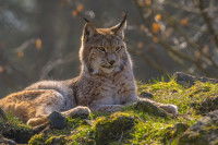 Lynx couché sur un terrain mousseux