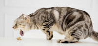 Chat qui vomit