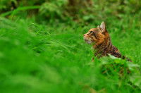 Chat assis dans les hautes herbes