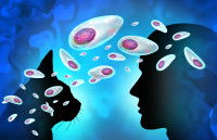 Schéma illustrant la transmission du toxoplasmose du chat à l'Homme