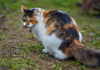 Un chat Norvégien tricolore tient une souris dans sa gueule
