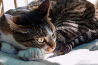 Un chat tigré est couché sur le sol