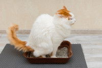 Comment la toxoplasmose se transmet-elle ?