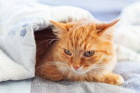 Un chat roux fatigué sous une couverture