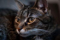 Vue proche d'un chat gris tigré