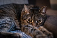 Un chat malade est couché sur un canapé