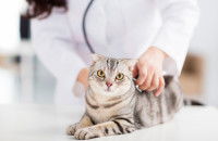 Une femme vétérinaire examine un chat tigré