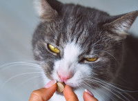 Une femme donne un médicament à son chat