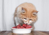 Un chat roux mange de la viande crue dans sa gamelle