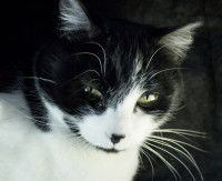 Les causes de la leucémie chez le chat