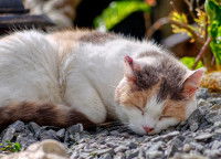 Un chat tricolore couché sur du gravier