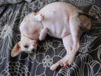 Le danger des tumeurs mammaires pour le chat