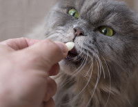 Un chat gris à poil long recevant son traitement