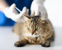 Un chat tigré recevant une injection