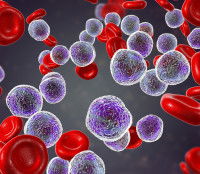 Des lymphocytes accompagnés de globules rouges