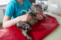 Un vétérinaire fait une échographie à un chat