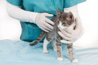 Un vétérinaire tient un chaton dans ses mains