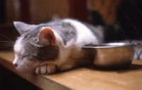 Un chat sans appétit dort à côté d'une gamelle