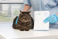 Un vétérinaire à côté d'une facture et d'un chat tigré