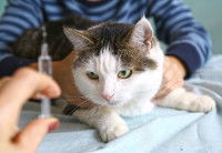 Un chat qui appréhende son vaccin contre le typhus*