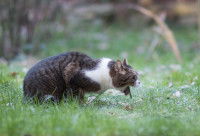 Un chat tigré vomit dans l'herbe