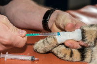 Un vétérinaire fait une prise de sang d'un chat tigré