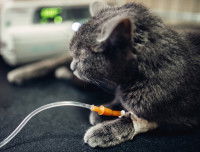 Un chat noir recevant un antibiotique par perfusion