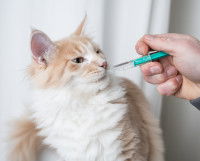 Un chat roux et blanc recevant son traitement