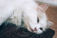 Quand faut-il faire un massage cardiaque à un chat ?
