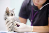 Chaton examiné par un vétérinaire