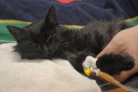 Chat soigné dormant sur un coussin