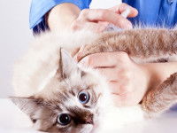 Le vaccin contre le typhus