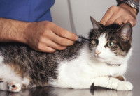 Un chat tigré blanc en train de se faire vacciner