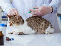 Un vétérinaire en train de vacciner un chat tigré