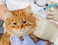 Un chat tigré roux en train de se faire vacciner
