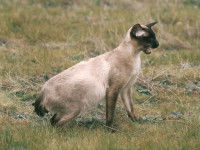 Un chat Siamois tousse