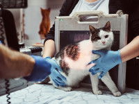Un vétérinaire fait une radiographie à un chat