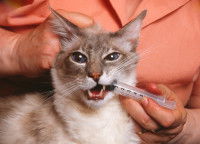 Un maître fait boire un vermifuge à son chat