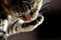 Pourquoi faut-il vermifuger son chat ?