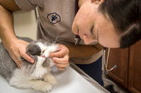 Quand vermifuger son chat ?