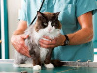 Chat assis sur une table de vétérinaire