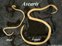 Représentation d'un ver rond, dit ascaris