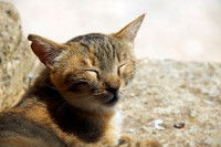 Un chat avec les yeux fermés