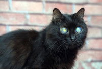 Un chat noir avec des yeux vairons 