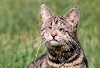 Un chat avec les deux yeux crevés