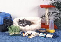 Un chat dans son panier avec ses jouets placés à coté