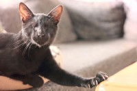 Un chat aveugle couché dans le sofa