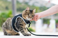 Un chat malvoyant avec un body de protection et une laisse